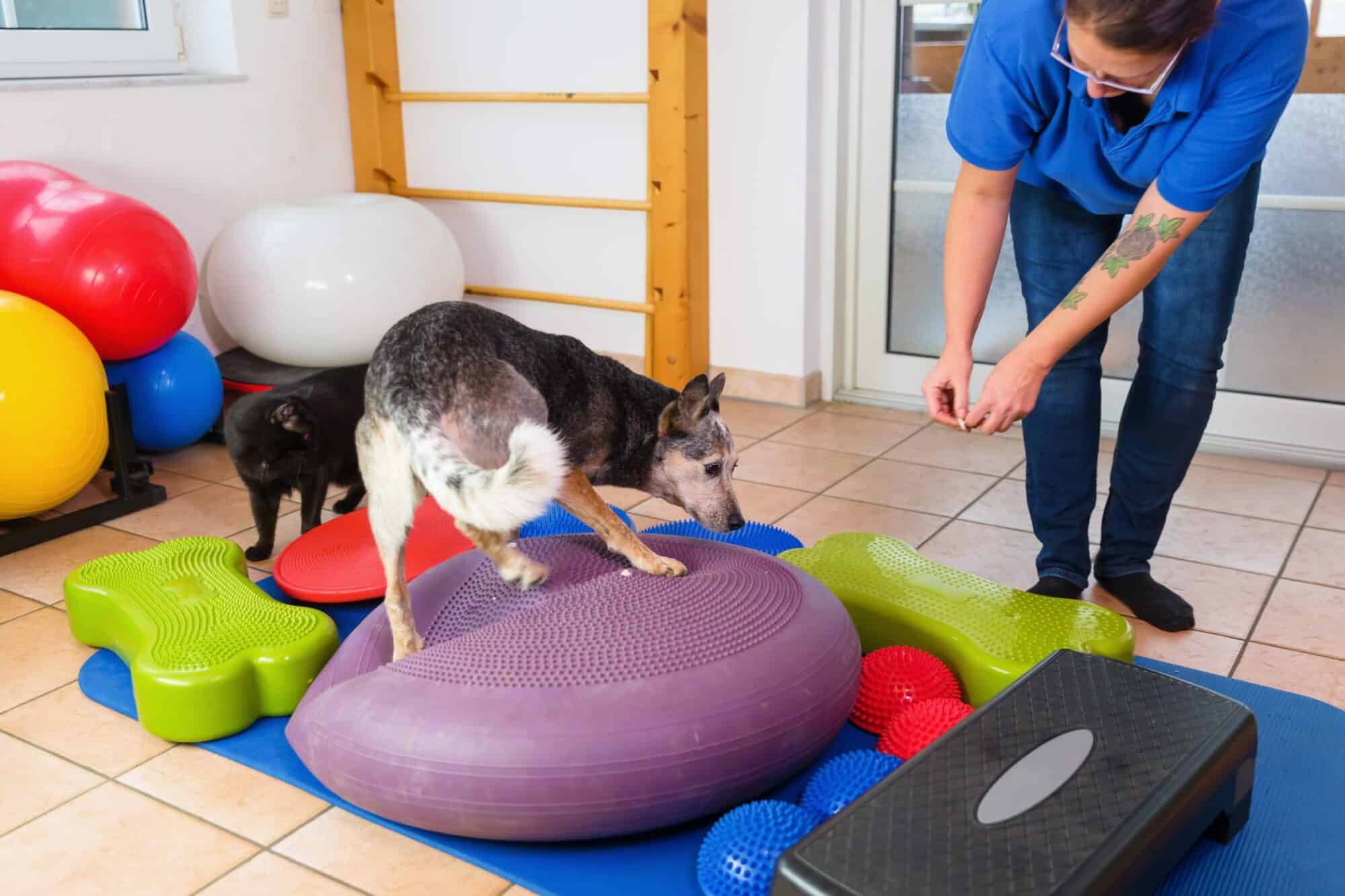 indoor pet fun. 
