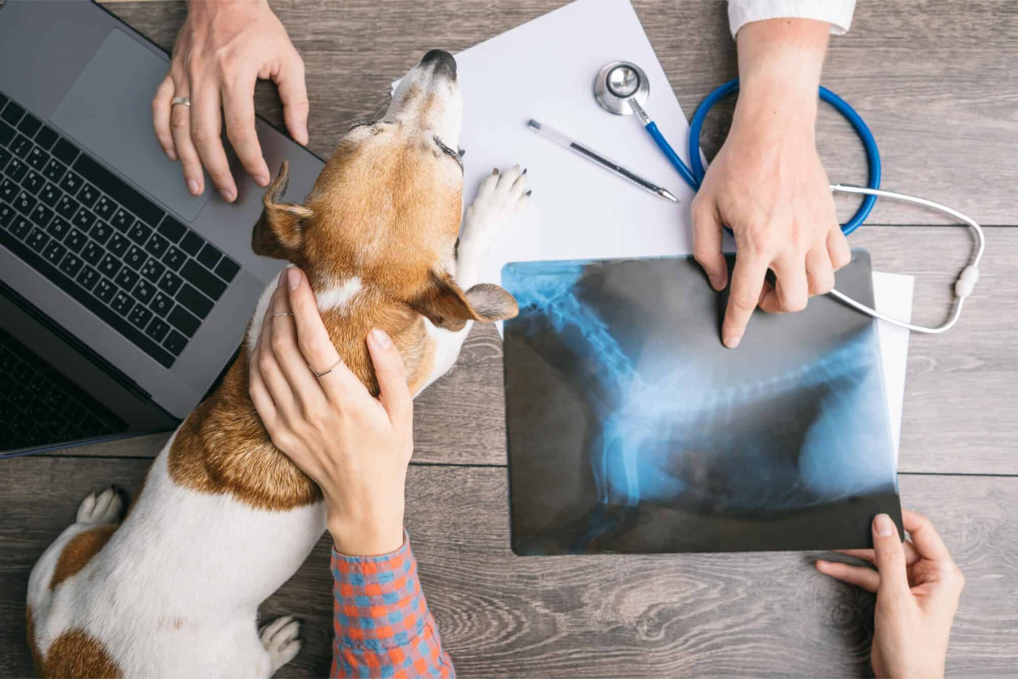 The Importance of Joint Health for Pets: Solensia and Librela