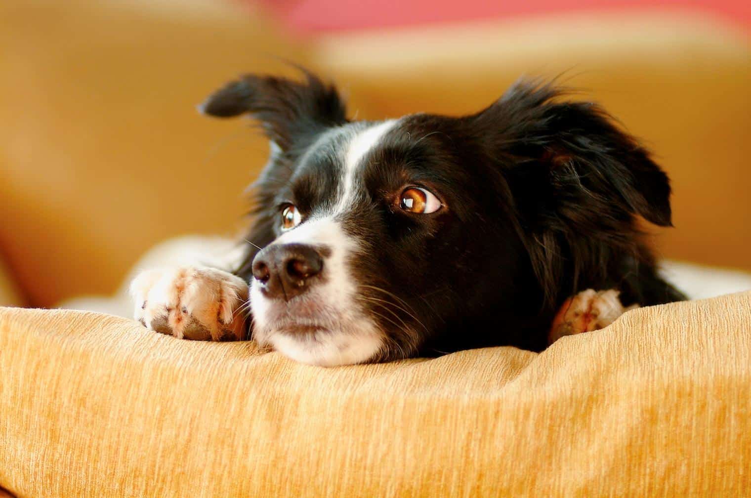 Understanding and Addressing Anxiety and Stress in Pets