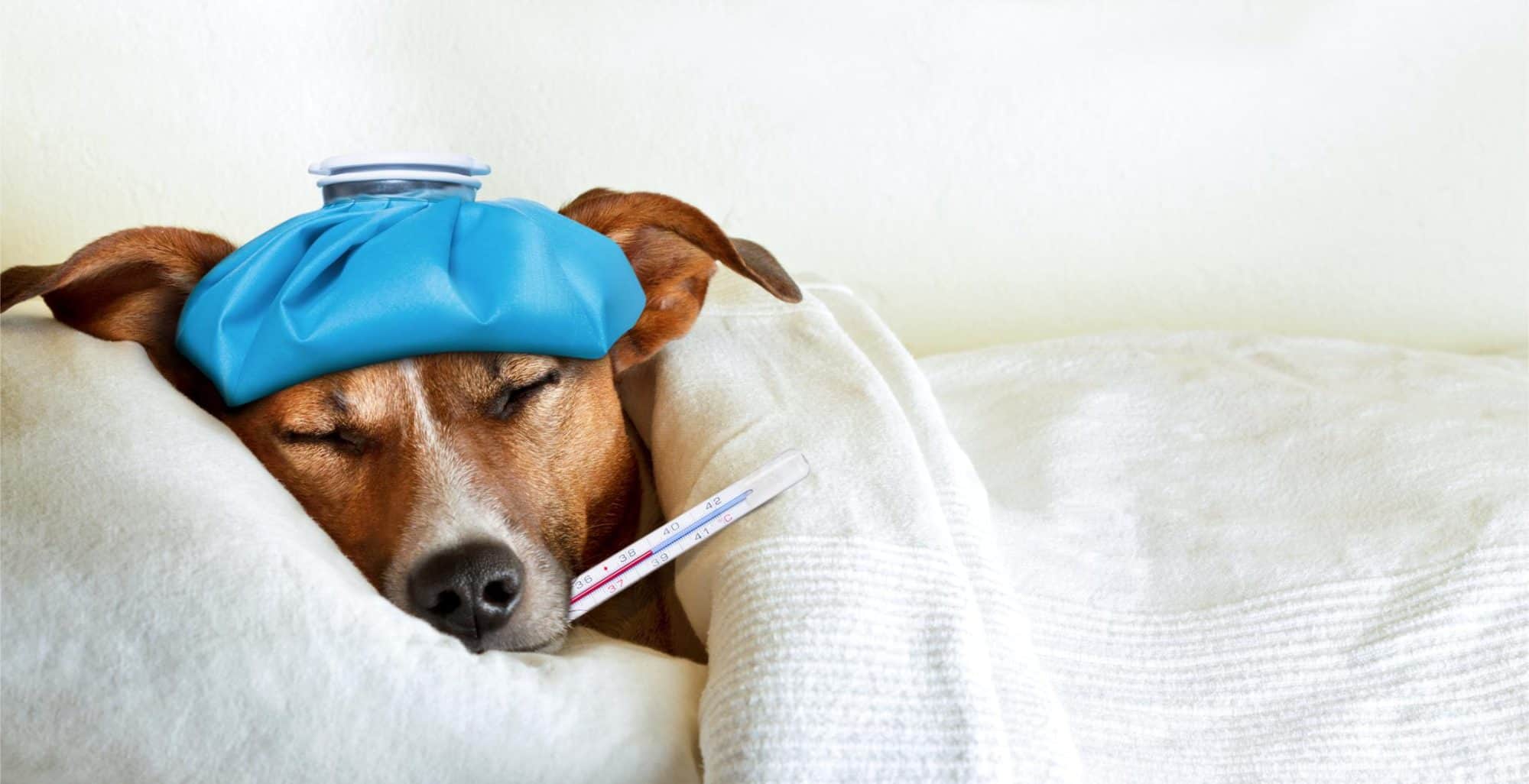 Top Signs Your Dog is Sick