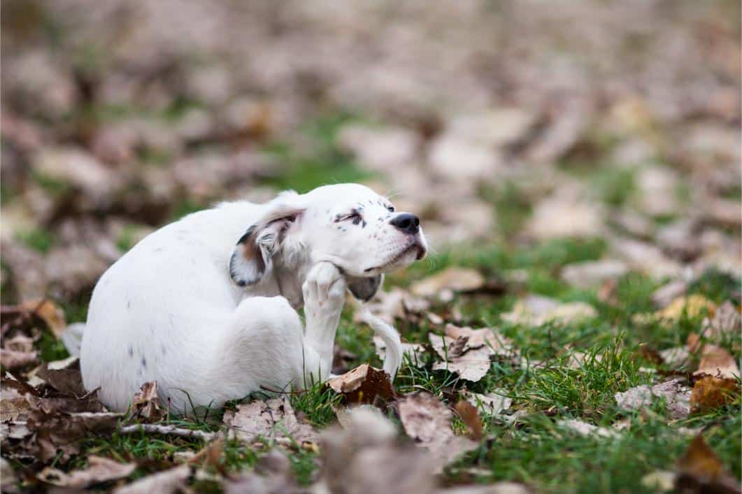 Fall Allergies in Pets: Symptoms and Treatment Options