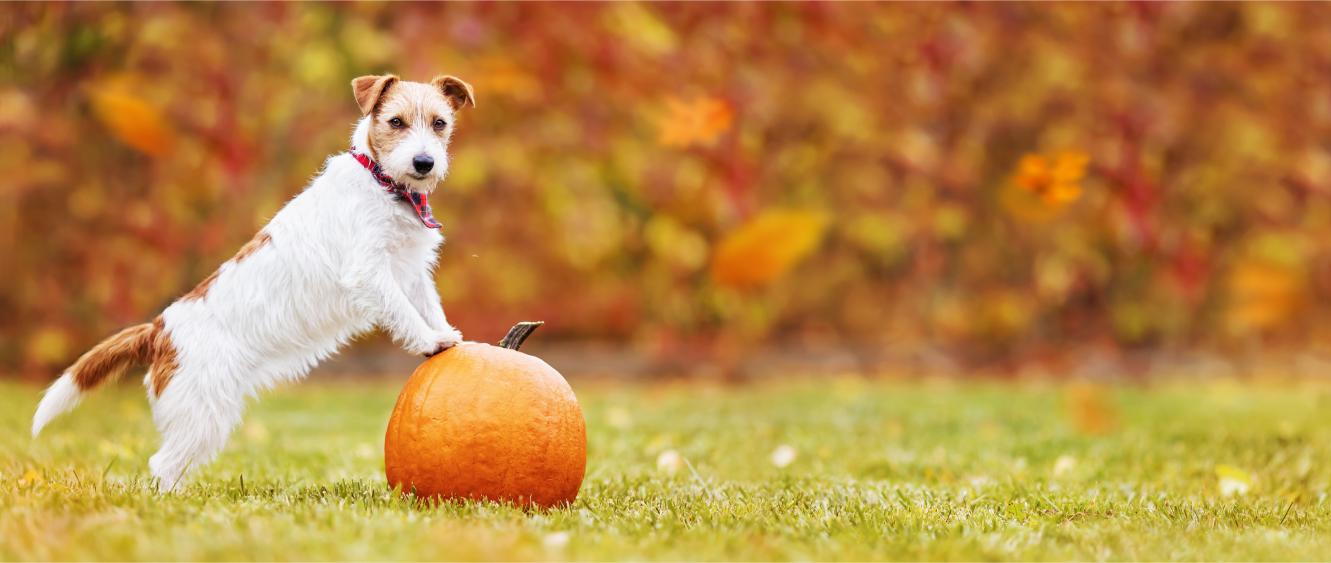 Pumpkin: A Superfood for Pets? Benefits and Recipes