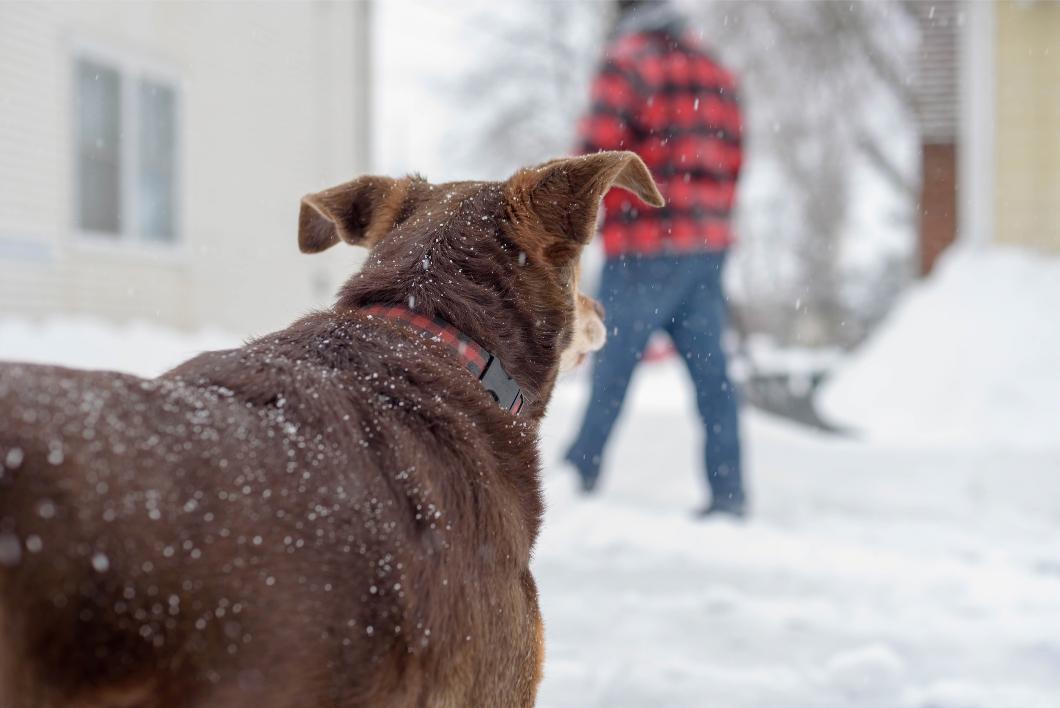 Pet First-Aid Essentials: How to Handle Common Winter Emergencies