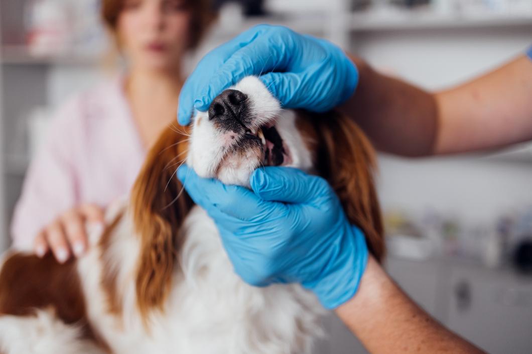 Common Signs of Dental Disease in Pets and How to Spot Them Early