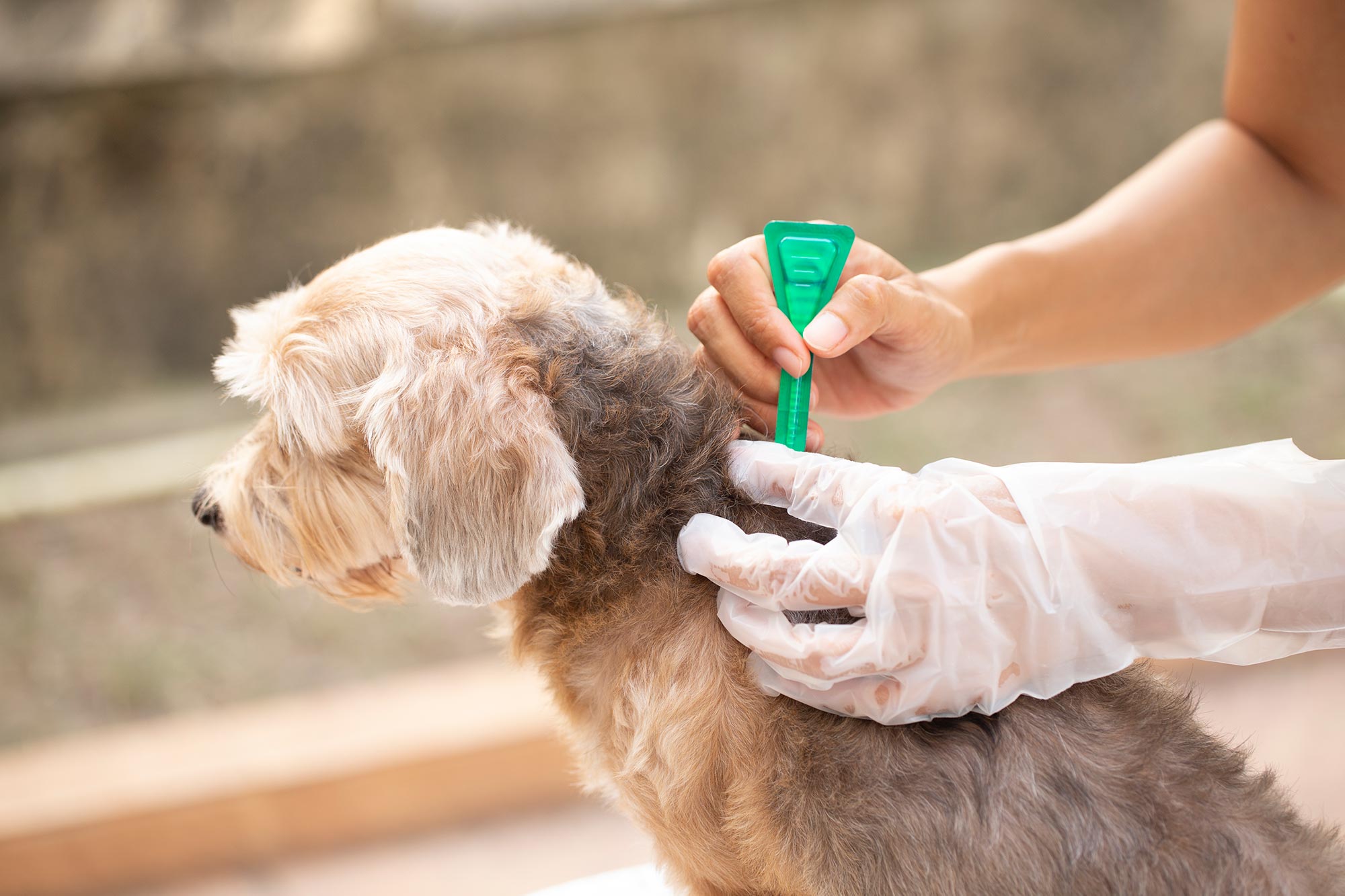 Flea and tick medicine being applied on dog.