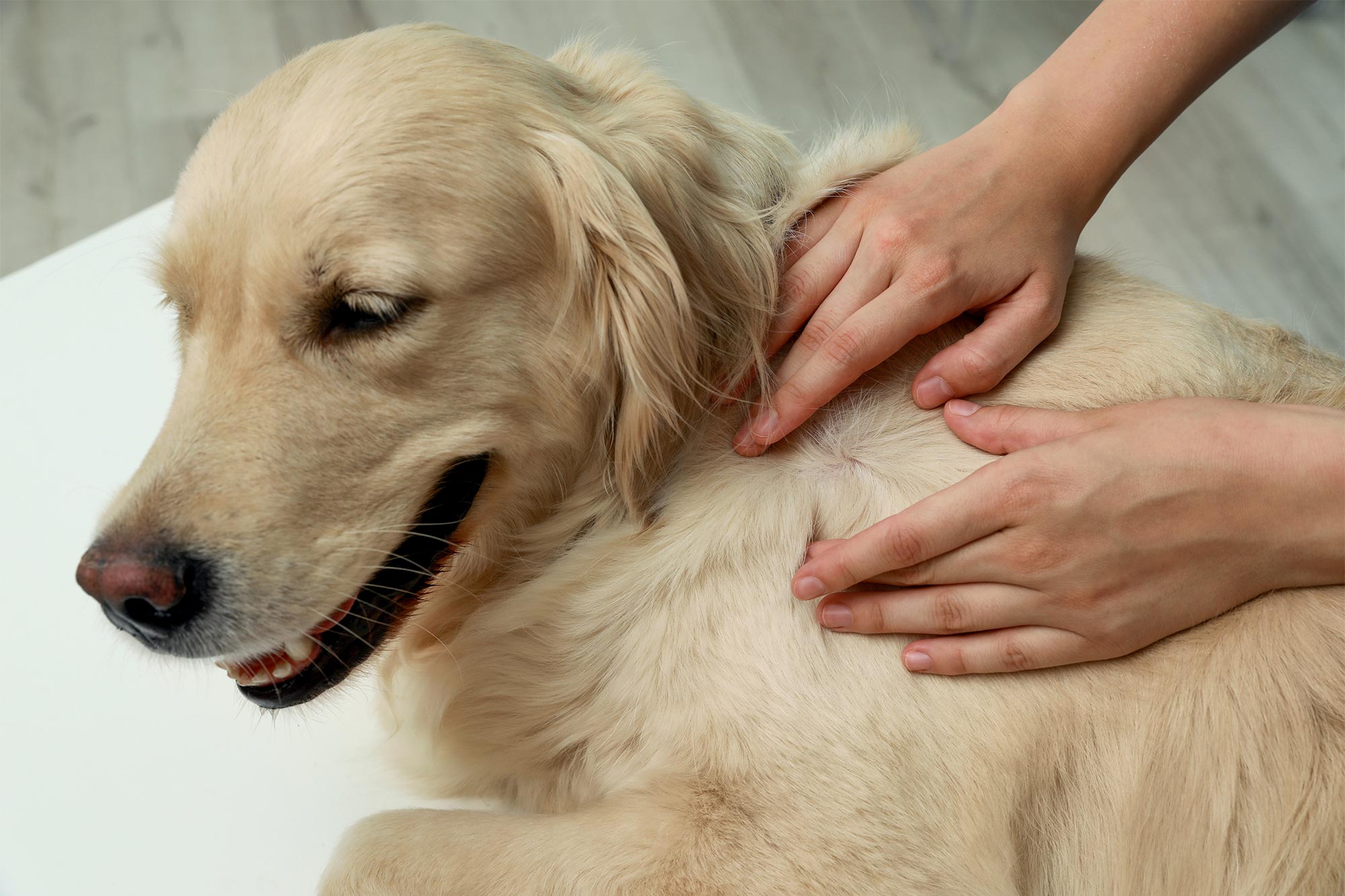 What Are the Top 5 Skin Issues Pets Face in the Summer?