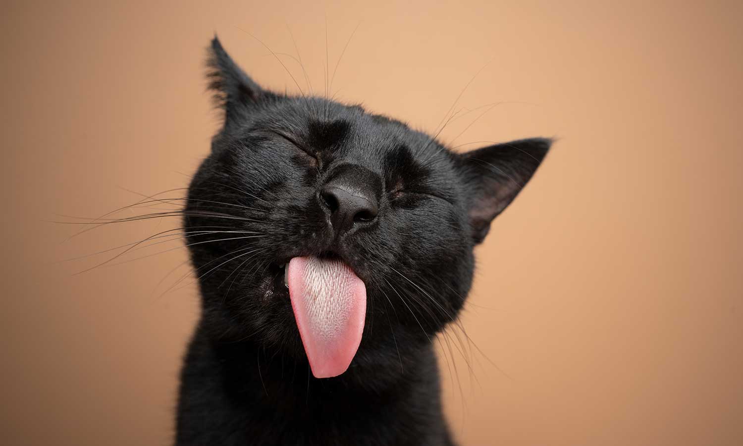 A black cat licking