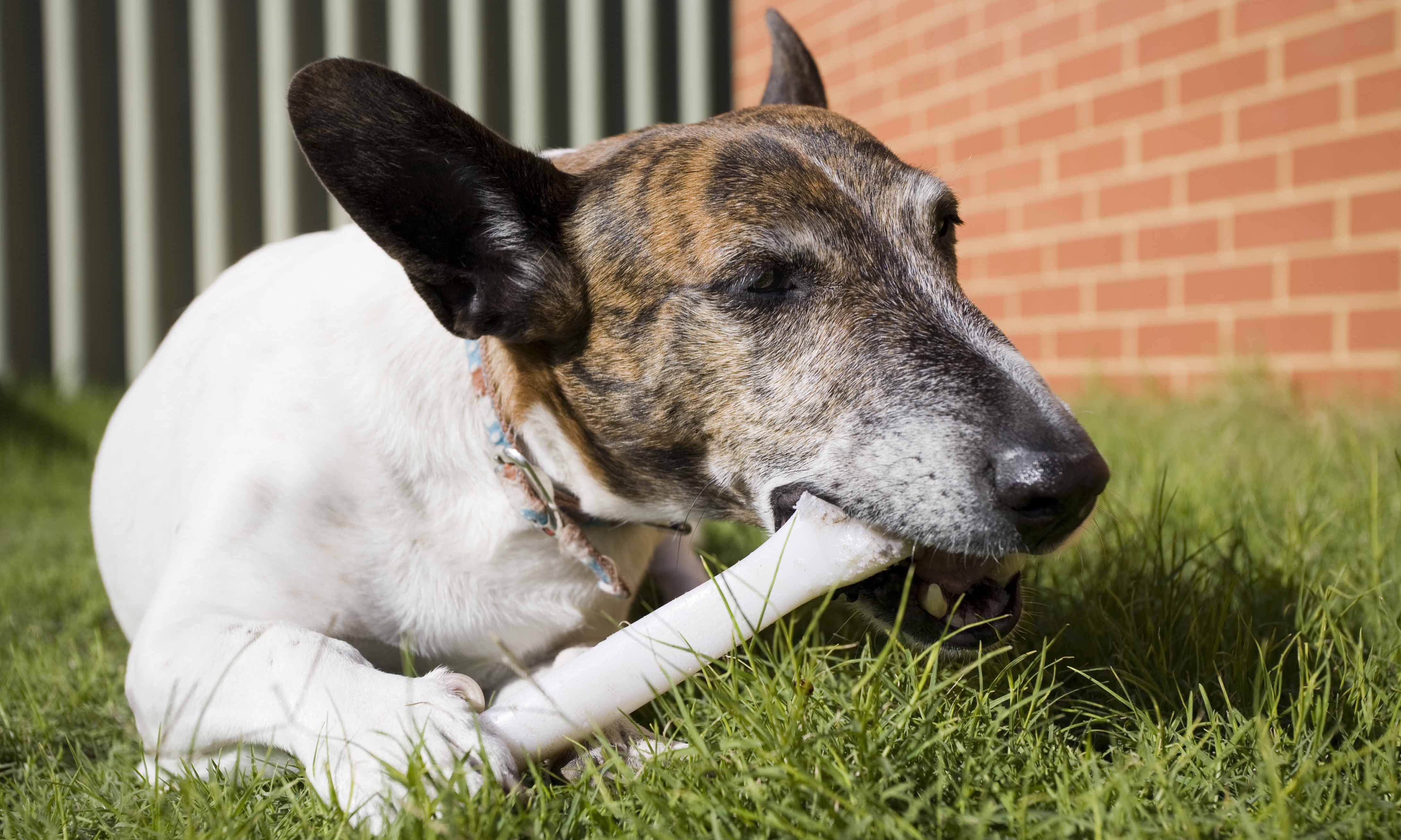 Dog chewing on a bone