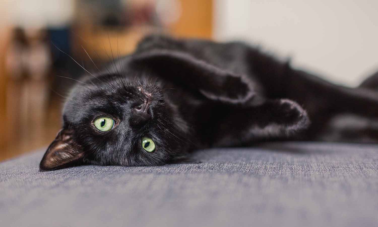 Cat laying with its head upside down