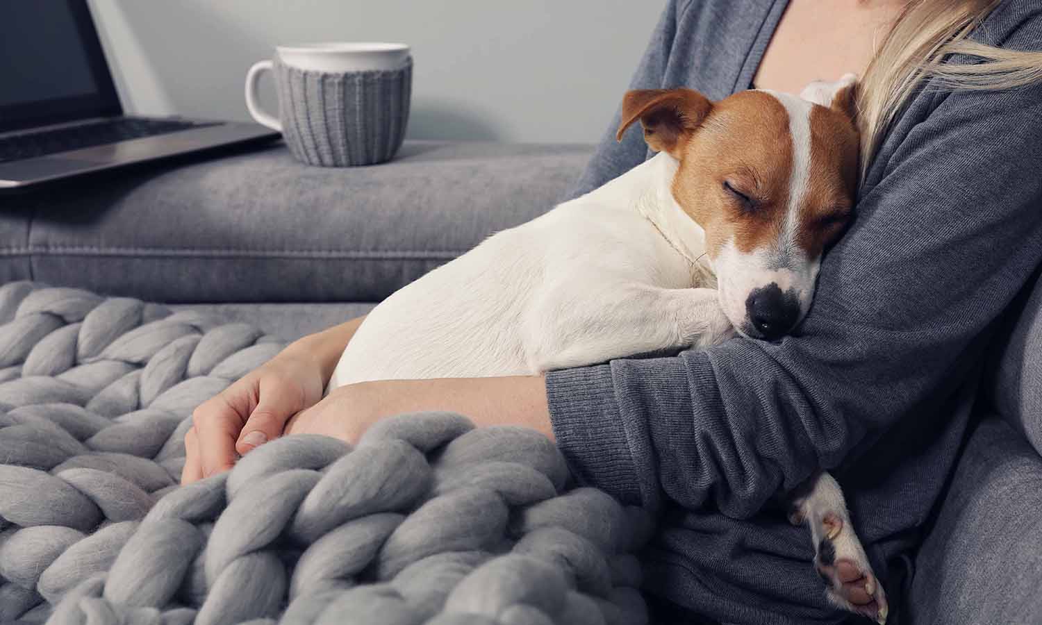 Dog laying in owner's lap