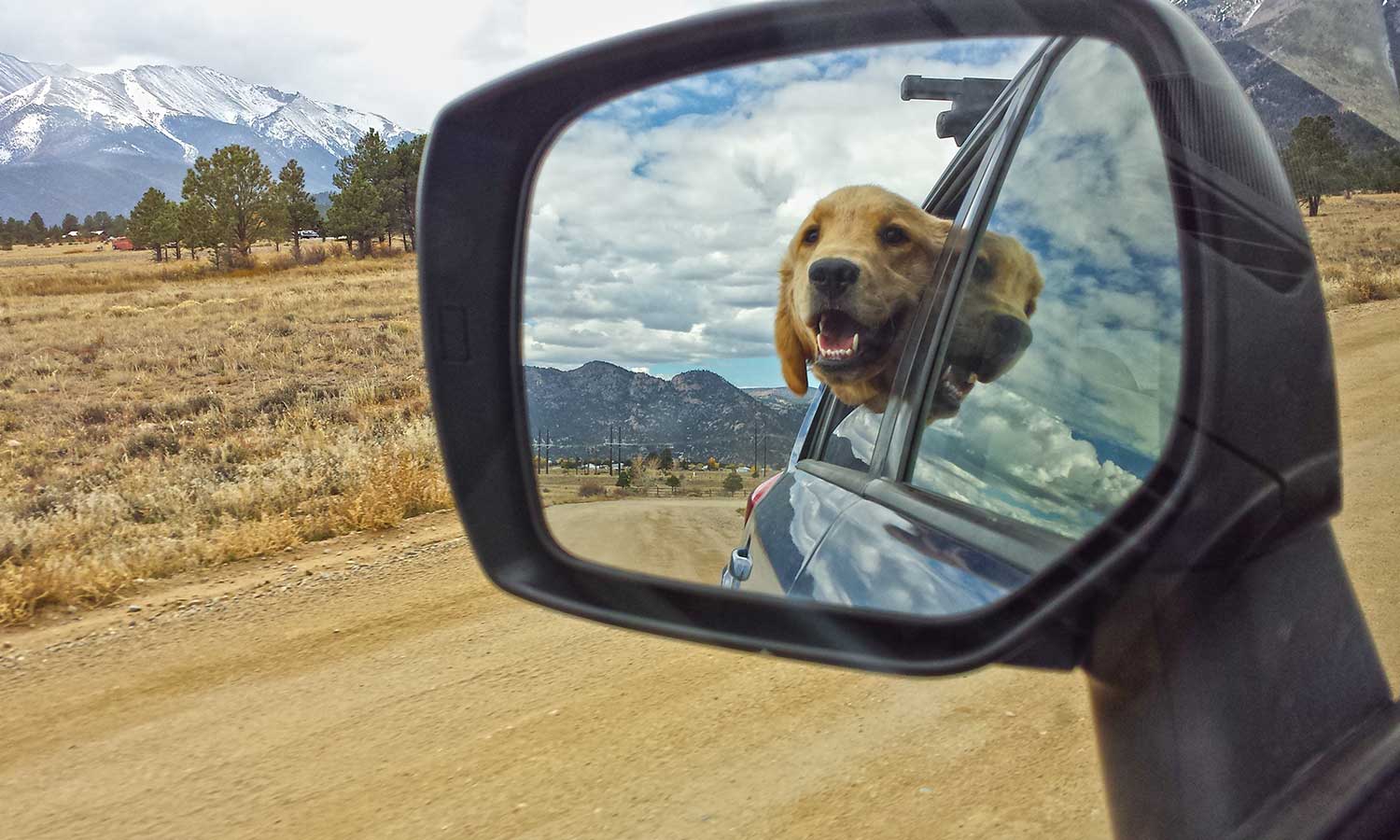 A golden retriever out for a ride