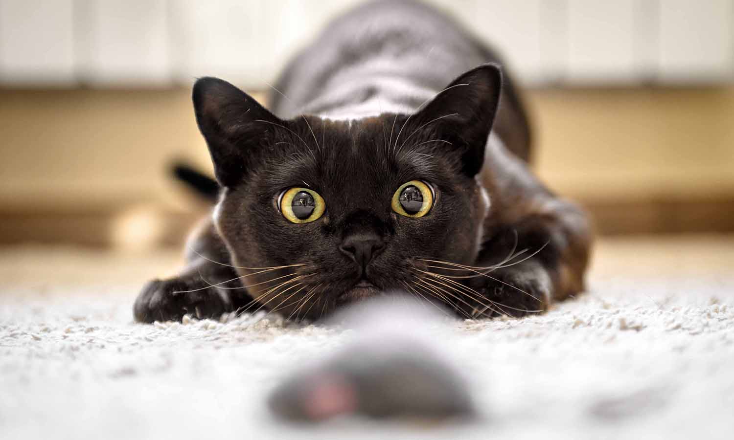 A black cat pouncing on a toy