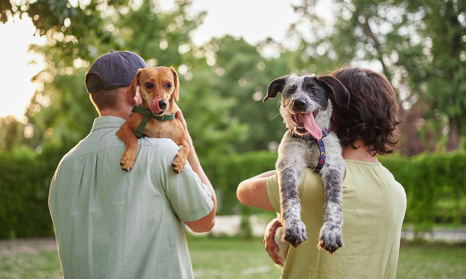 Two dogs held by their people