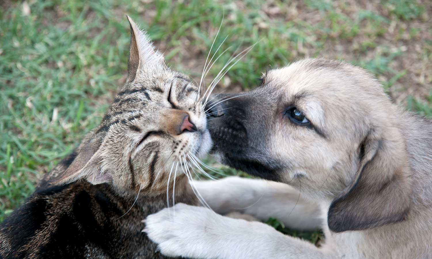 Puppy licking kitten